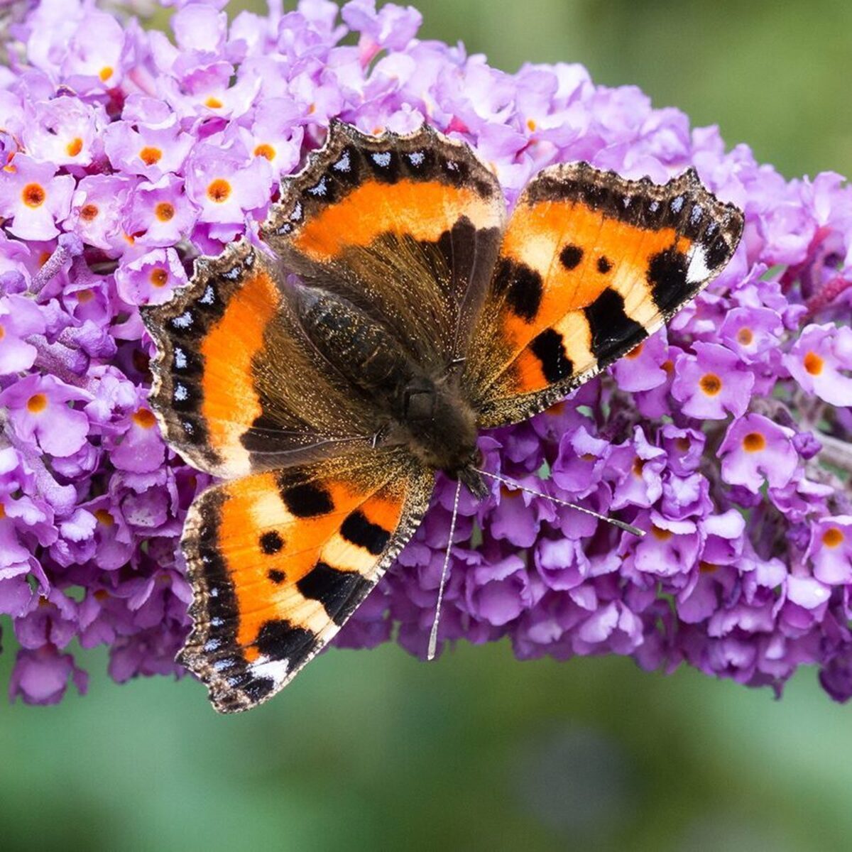 Comment attirer les colibris et les papillons – Série « Fleurs