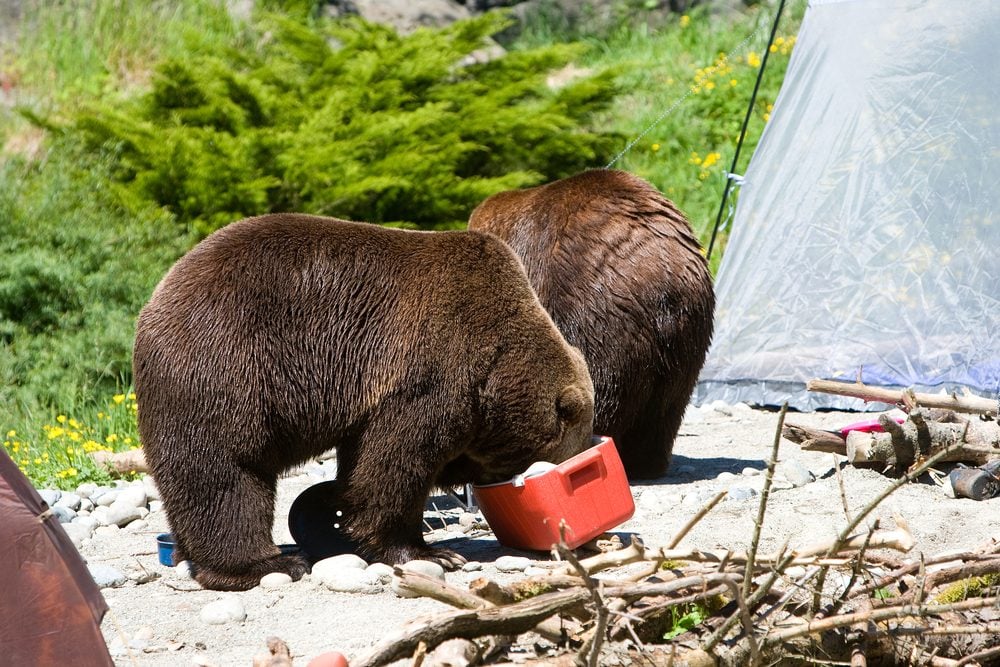 Les pires erreurs  ne jamais faire en camping.