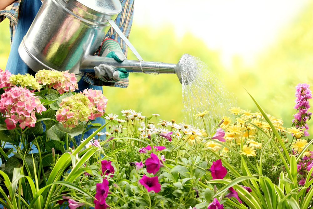 L'ail est utile pour protéger les plantes