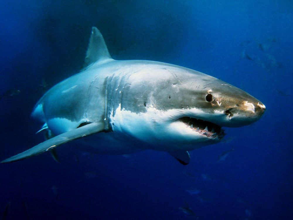 Le requin a une vie très longue.