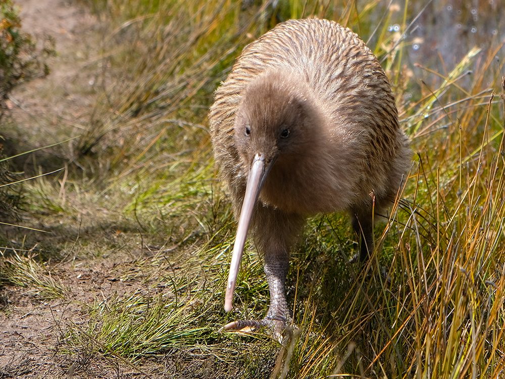 Espèce menacée: le plan de la Nouvelle-Zélande pour préserver le kiwi