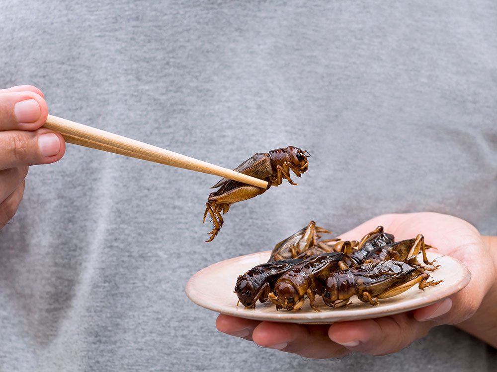 Les insectes comestibles - petit salé de grillons Gryllus