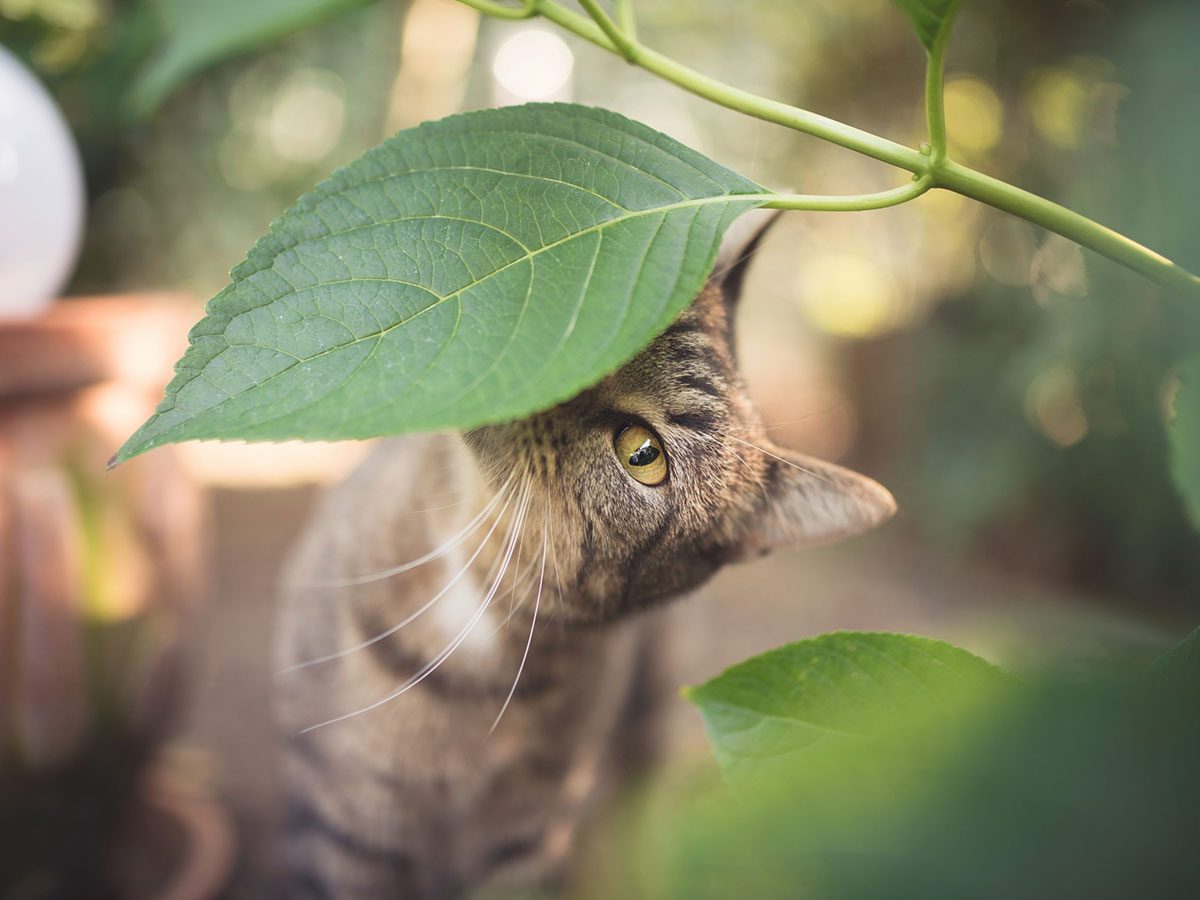 Plantes Qui Sont Toxiques Pour Les Chats Selection Ca