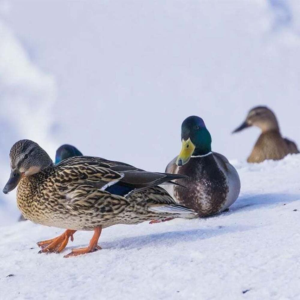 Expressions sur la météo d’hiver