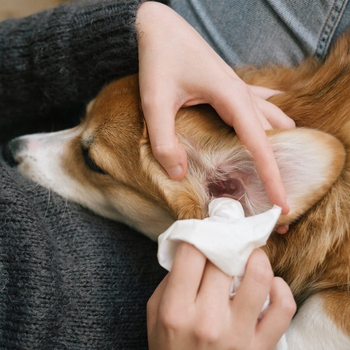 Entretien des oreilles du chien : comment lui nettoyer les oreilles ?