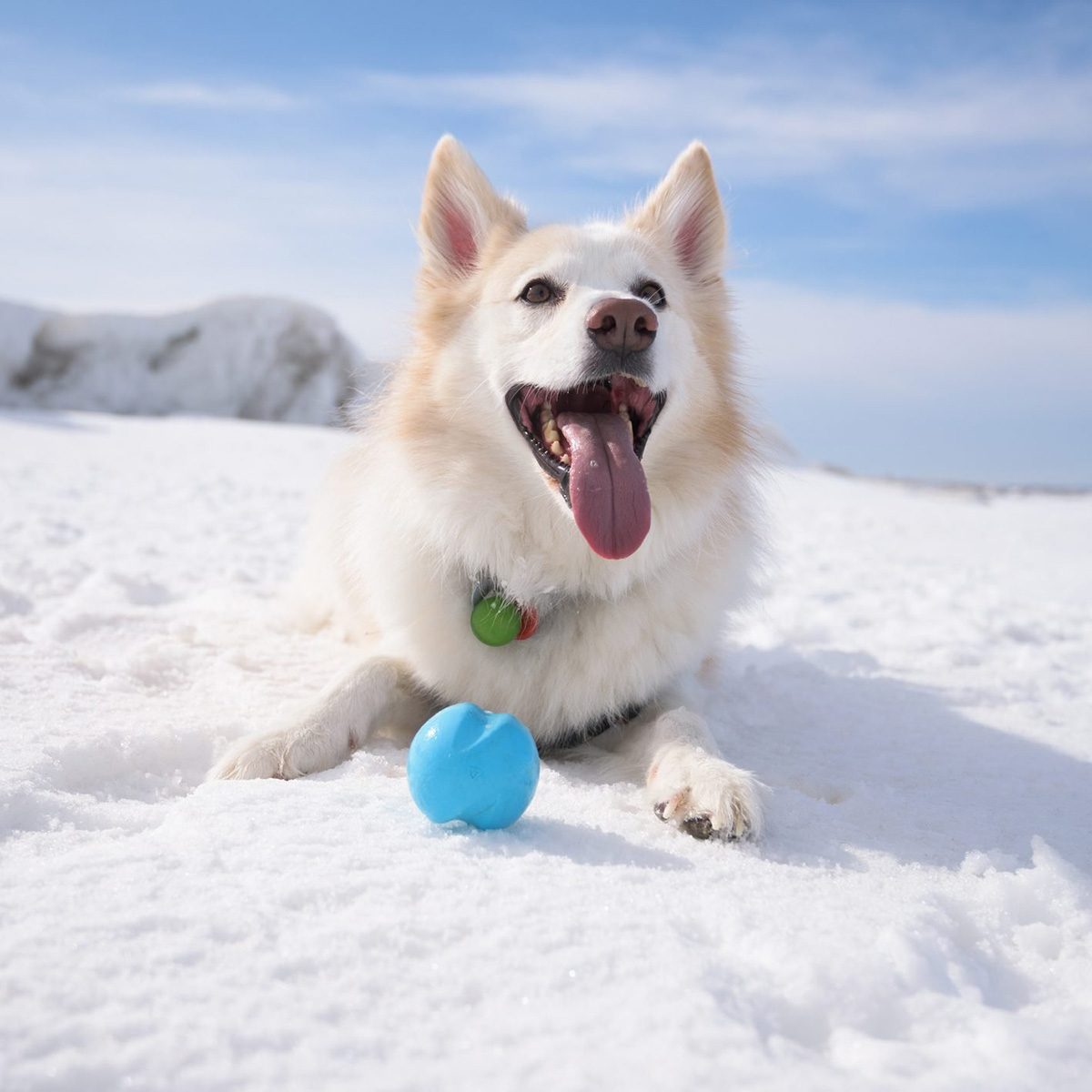 Assurer la santé de ses animaux cet hiver