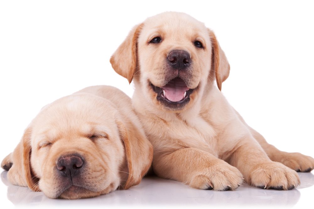 Chiens Les 10 Races De Chiens Les Plus Populaires Et