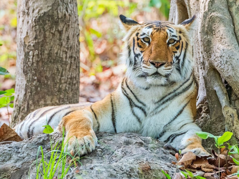 10 Paradis Zoologiques Dans Le Monde Où Admirer La Flore Et