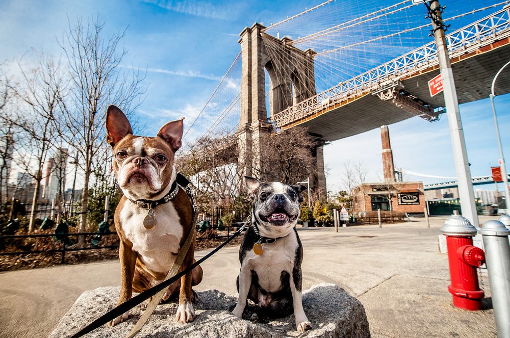 New York Avec Votre Chien Français Zadig Le Westie Dog