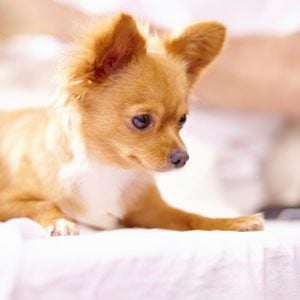 Les 7 Races De Chiens Qui Aboient Le Plus