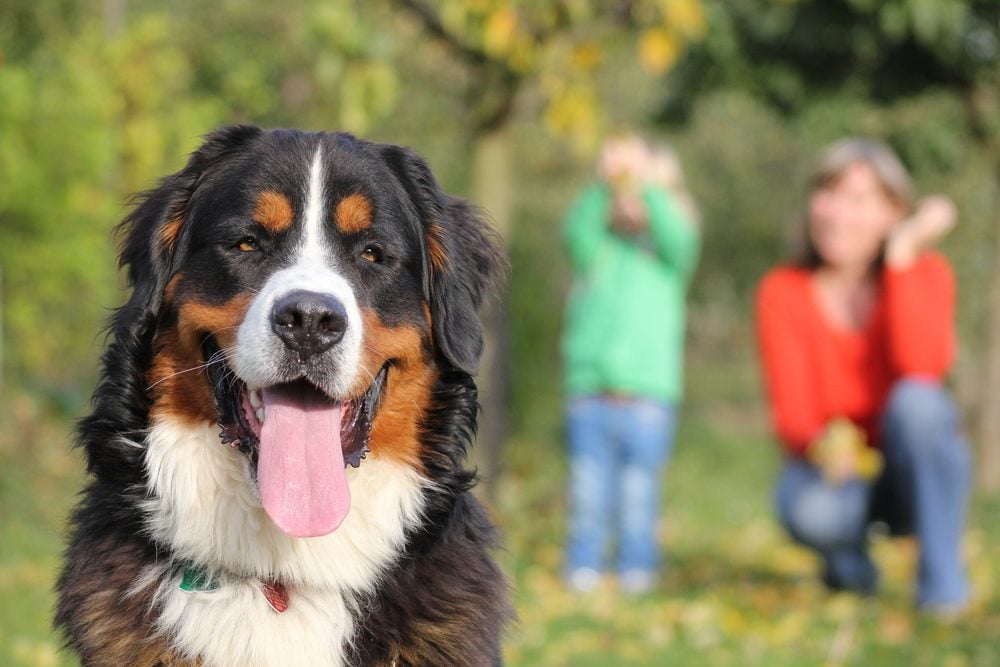 Races De Chiens Les Meilleurs Chiens Pour Vous Et Votre Famille