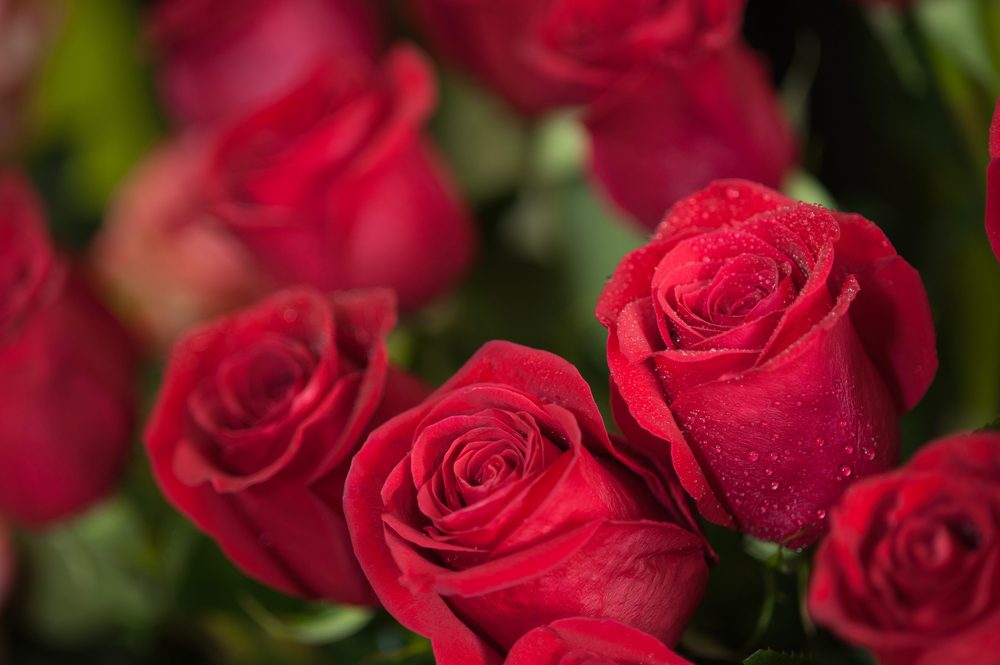 Signification Des 10 Couleurs De Roses Et 15 Fleurs Populaires