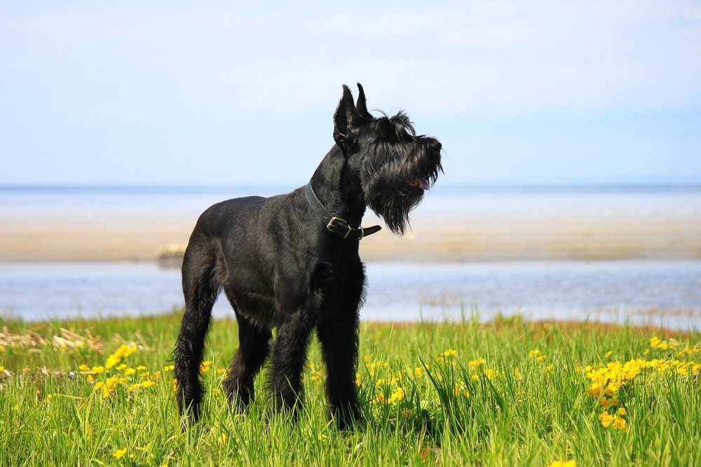 Races De Chiens Les Meilleurs Chiens Pour Vous Et Votre Famille