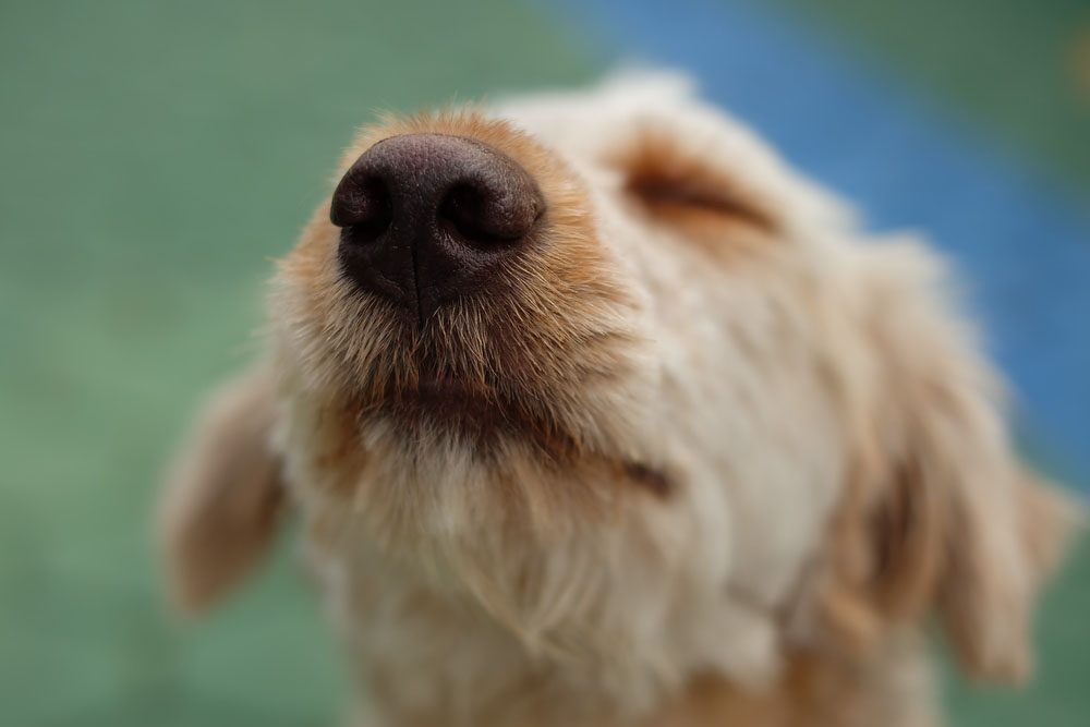 13 Secrets étonnants Que Votre Chien Connaît à Propos De Vous - 