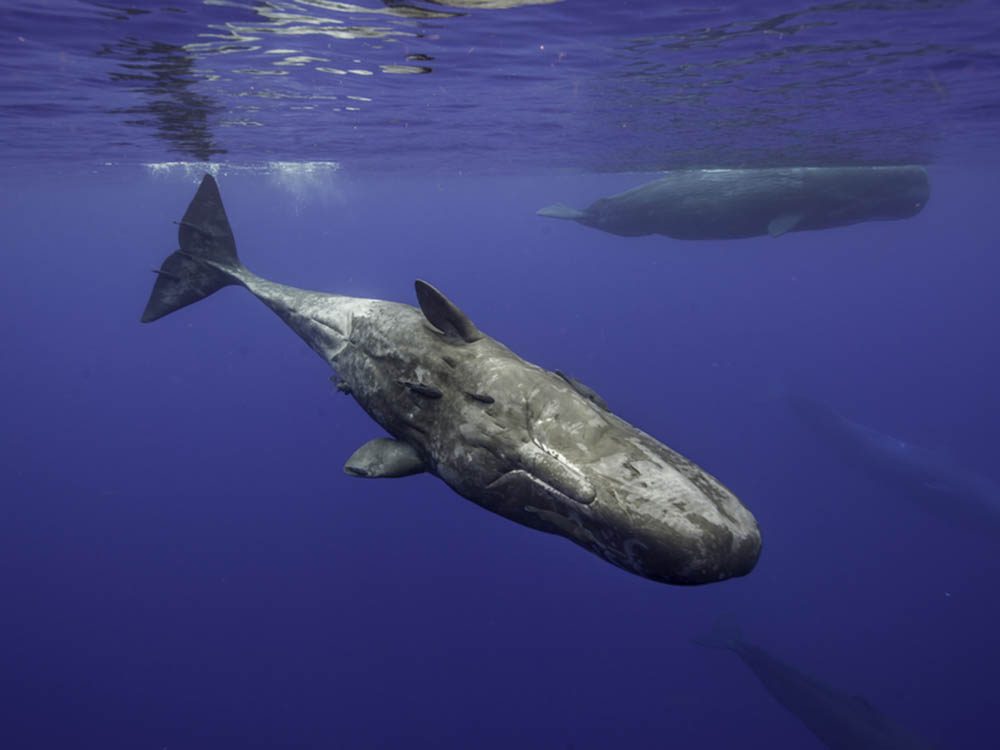 23 Des Plus Gros Animaux Et Espèces Vivantes Au Monde