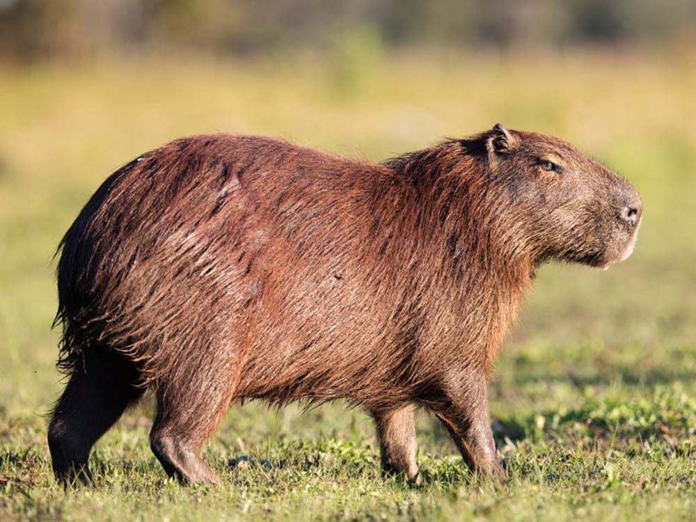 23 Des Plus Gros Animaux Et Espèces Vivantes Au Monde