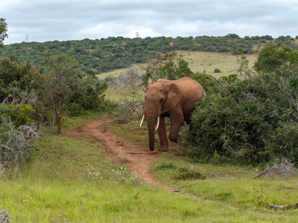 23 Des Plus Gros Animaux Et Espèces Vivantes Au Monde