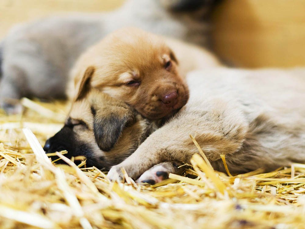 12 Choses à Savoir Avant Dadopter Un Chien De Refuge