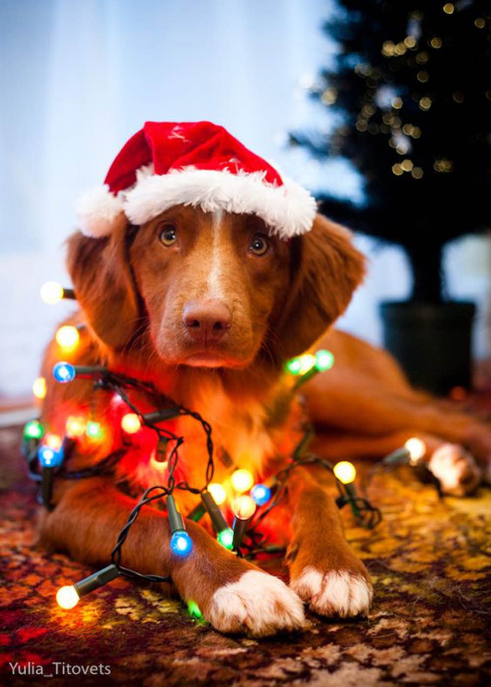 25 chiens prêts pour Noël