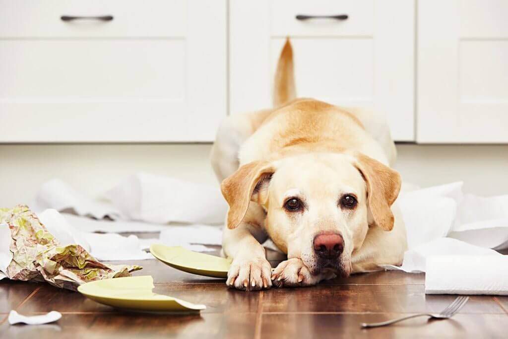 7 raisons imprévisibles qui pourraient rendre votre chien anxieux