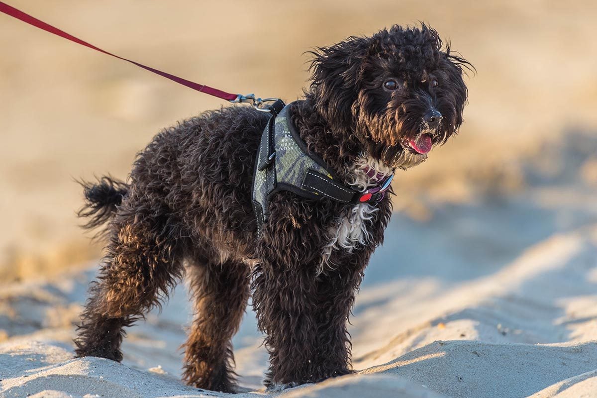 Les 20 Races De Chiens Bizarres Les Plus étranges Au Monde