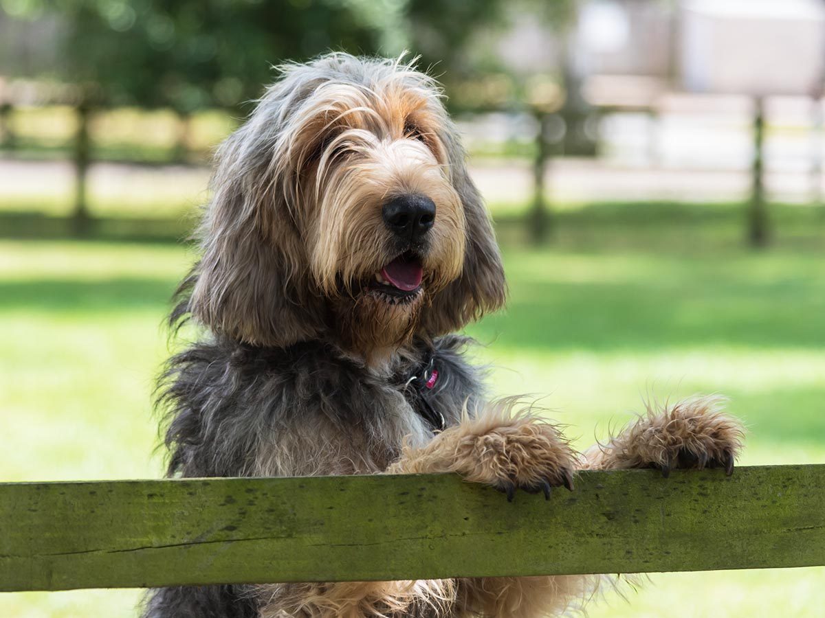 Les 20 Races De Chiens Bizarres Les Plus étranges Au Monde