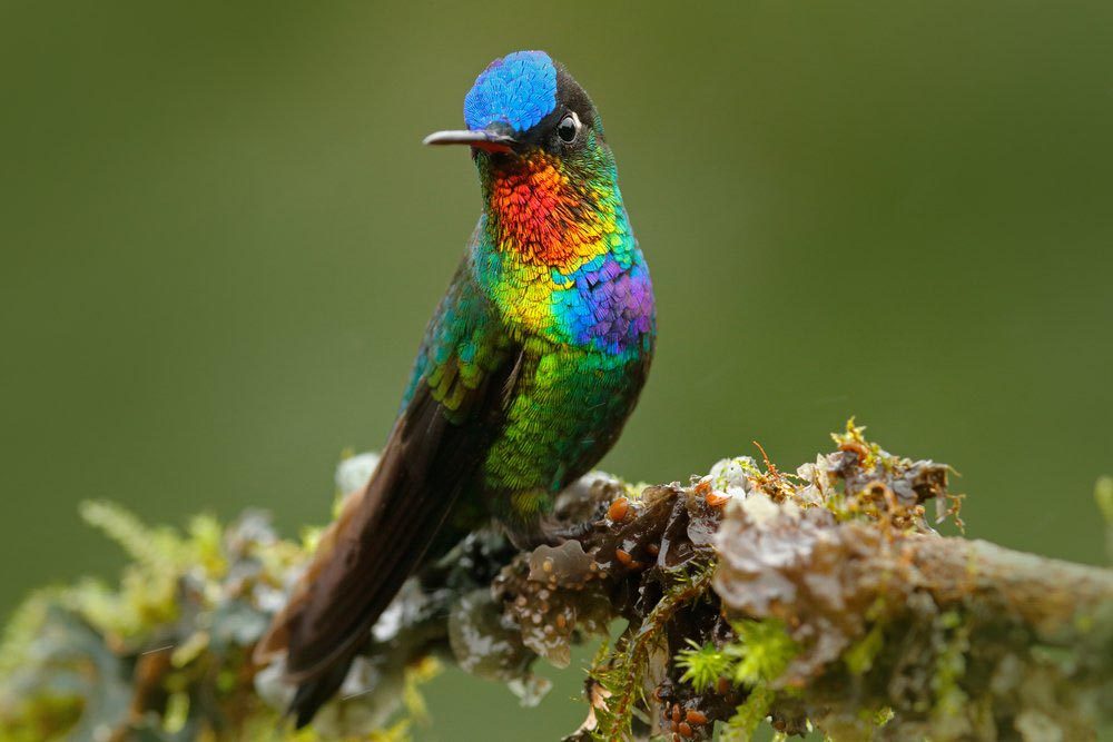 23 Animaux Parmi Les Plus Colorés De La Planète Sélectionca