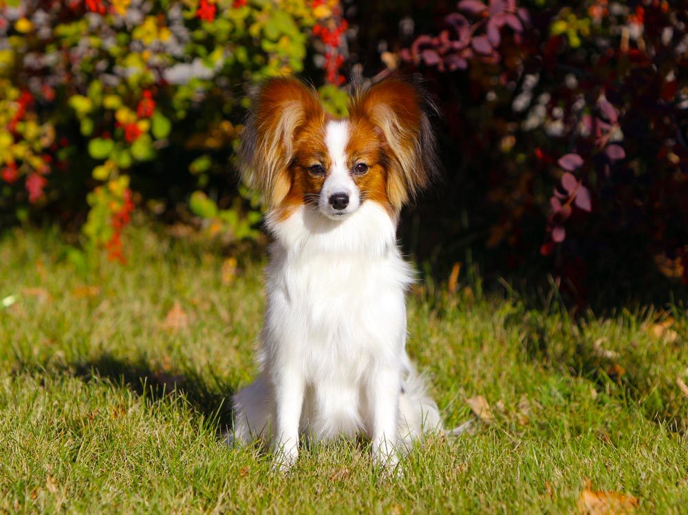 Les 100 Noms Les Populaires Pour Un Chiot Sélectionca