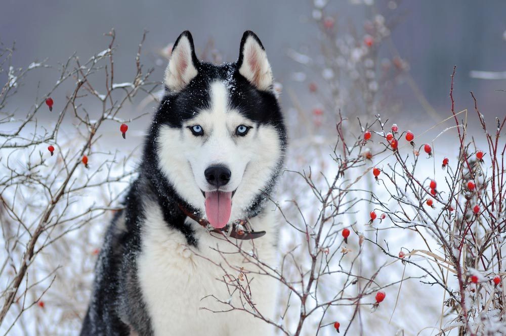 Bebe Chien Trop Mignon Husky Blanc Chien Nouvelles