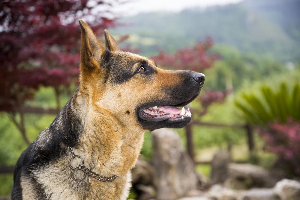 Les 100 Noms Les Populaires Pour Un Chiot Sélectionca