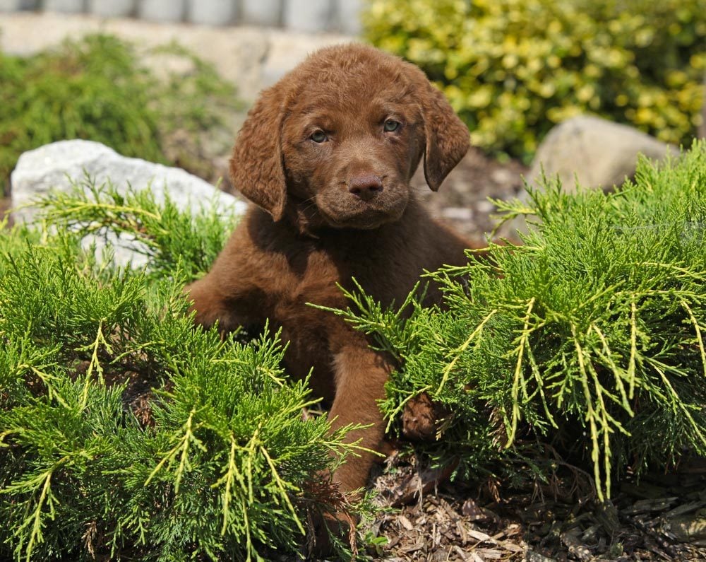 Les 100 Noms Les Populaires Pour Un Chiot Sélectionca