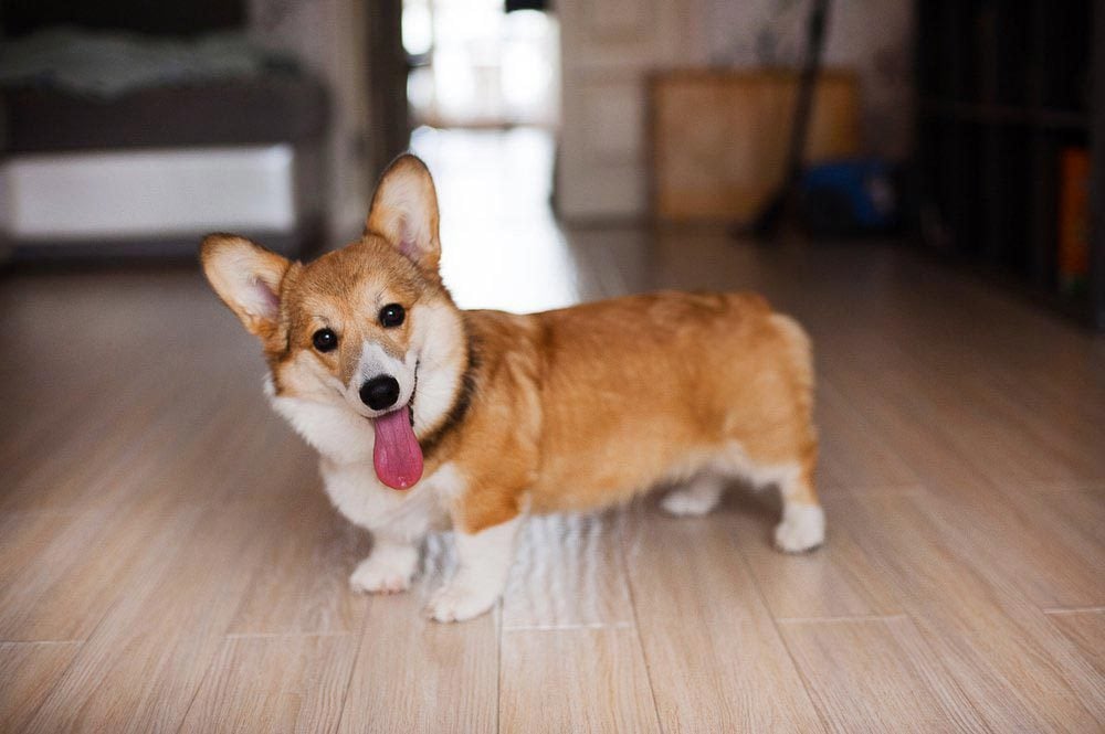 Les 100 Noms Les Populaires Pour Un Chiot Sélectionca