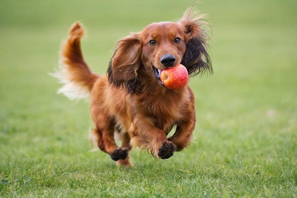 Les 100 Noms Les Populaires Pour Un Chiot Sélectionca