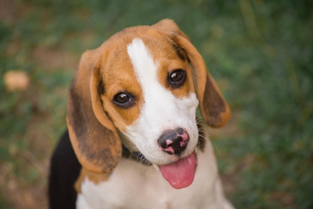 Les 100 Noms Les Populaires Pour Un Chiot Sélectionca