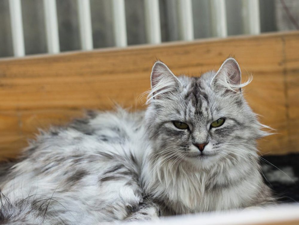 Chat Norvegien Gris Bleu