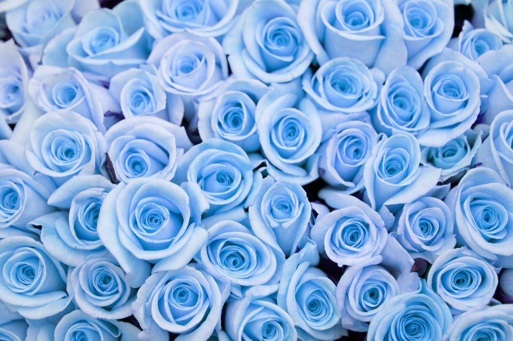 Signification Des 10 Couleurs De Roses Et 15 Fleurs Populaires