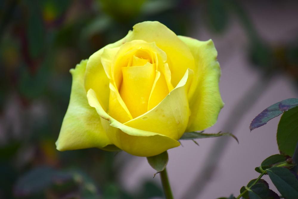 Les Roses Jaunes Dans Le Langage Des Fleurs éclosion