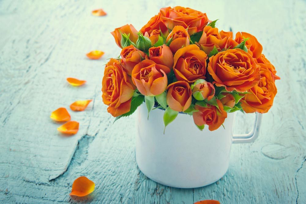 Signification Des 10 Couleurs De Roses Et 15 Fleurs Populaires