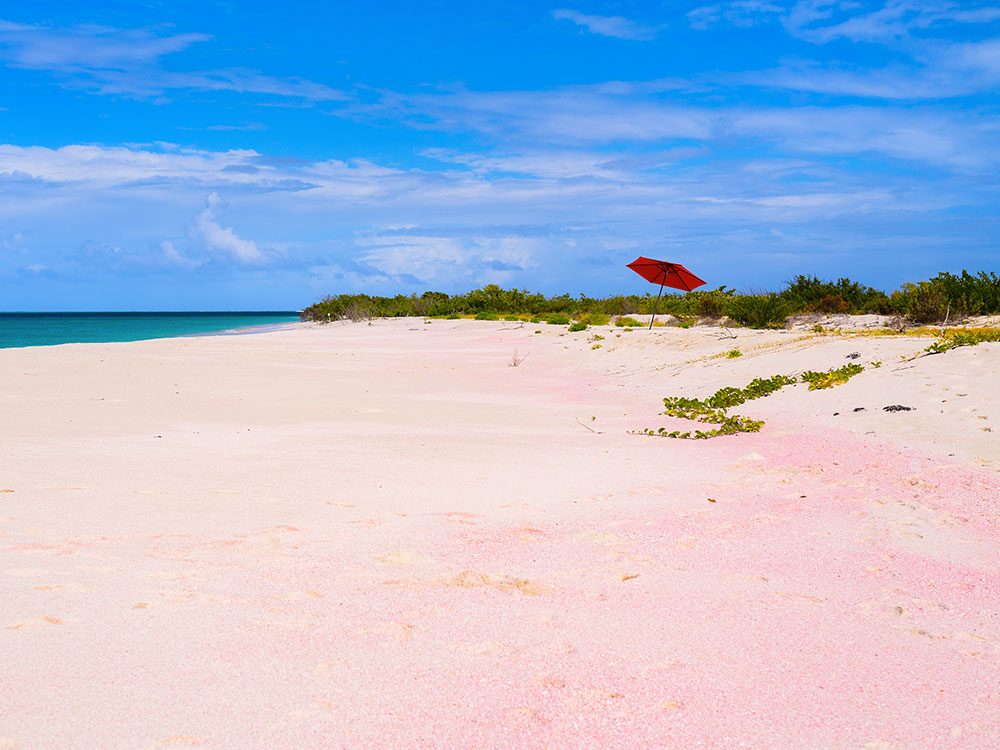 Les 15 Plus Belles Plages De Coquillages Au Monde