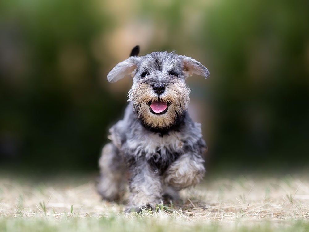 18 Races De Chiens Hypoallergènes à Connaître Sélectionca