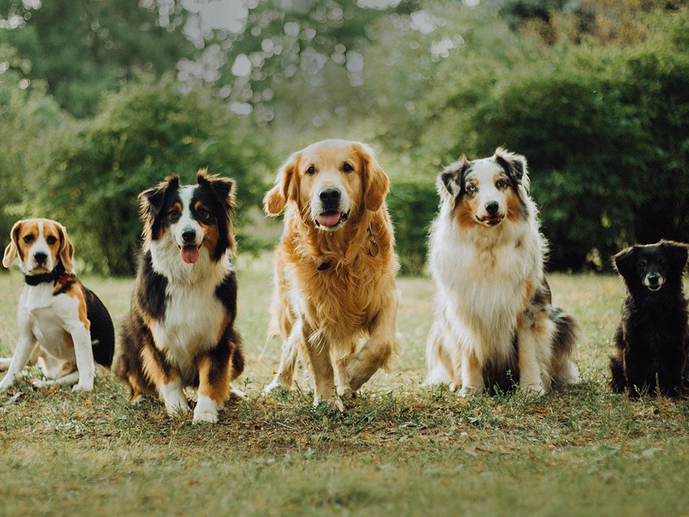 18 Races De Chiens Hypoallergènes à Connaître Sélectionca